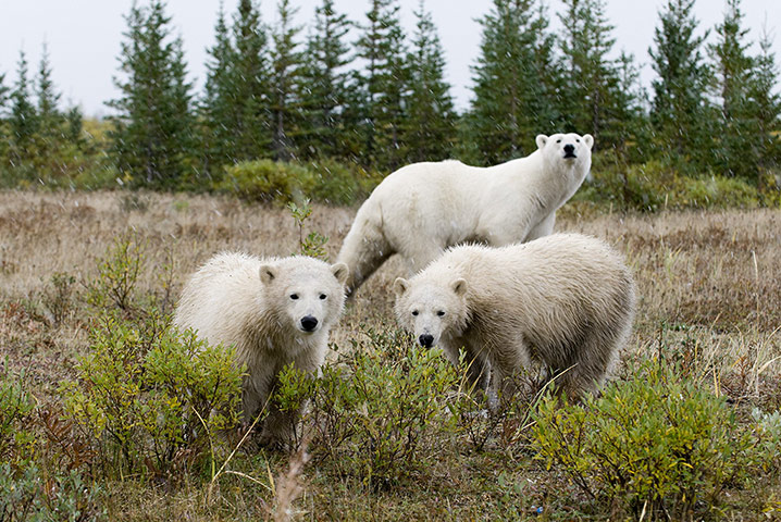Week in wildlife : Handout photo of Polar bears south of Churchill