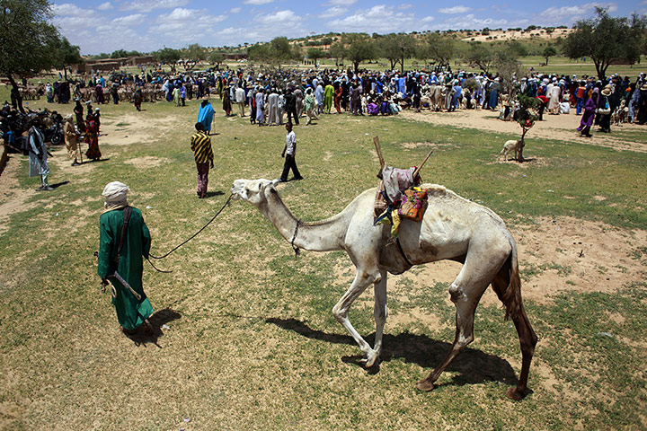 Livestock market: Niger Nomads Herdsmen, Tuareg and Peul 