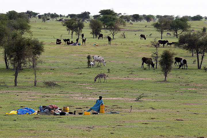 Livestock market: Niger Nomads Herdsmen, Tuareg and Peul