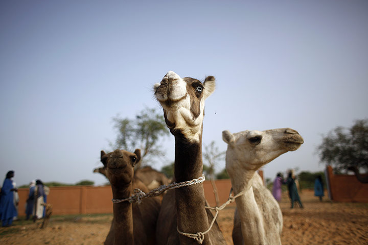 Livestock market: Niger Nomads Herdsmen, Tuareg and Peul 