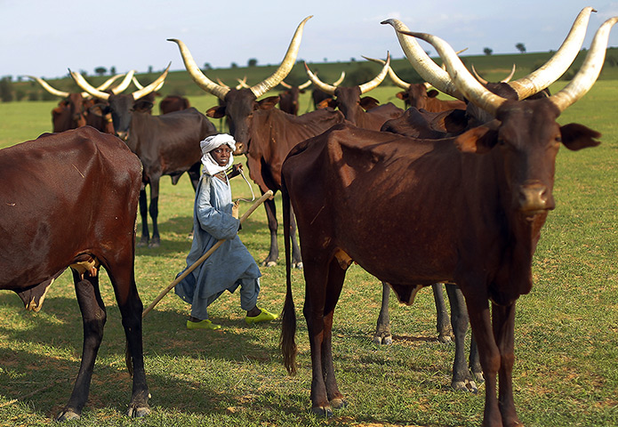 24 hours: Bermo, Niger: A young herdsman walks through his herd of cattle 