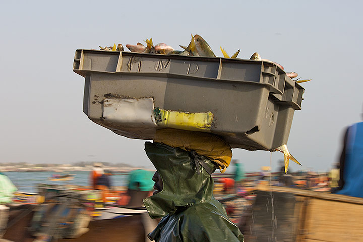 Your Pictures: Fresh : Fisherman carrying a crate of fish on his head