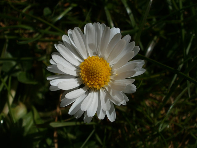 Your Pictures: Fresh : Photograph of a Daisy