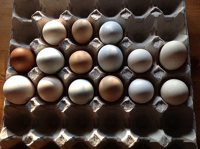 Your Pictures: Fresh : Different types and colours of eggs for sale