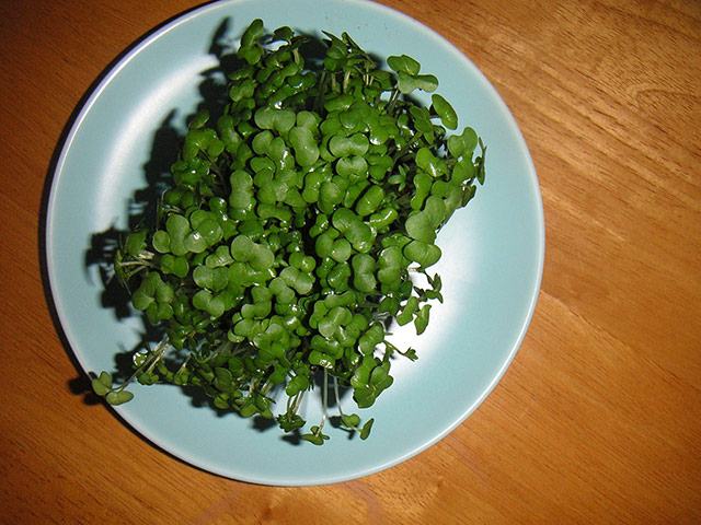Your Pictures: Fresh : Cress on  a plate