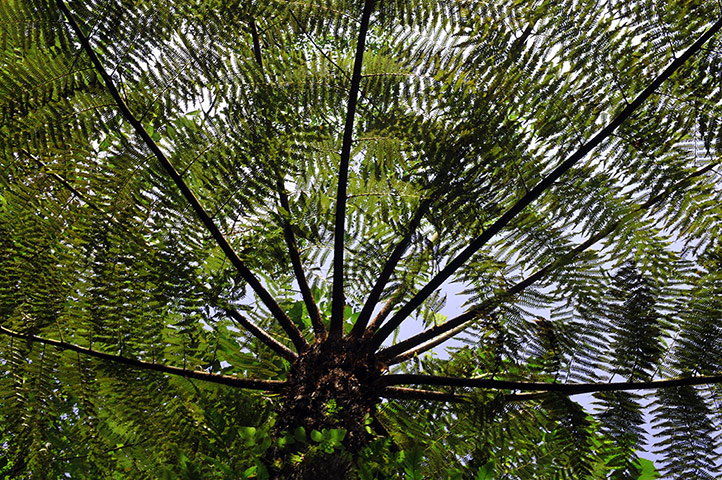 Week in wildlife: CHINA-GUIZHOU-CHISHUI-TREE FERN 