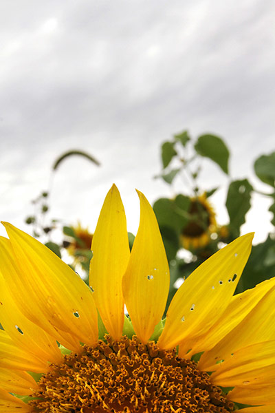 Week in wildlife: Drought Lingers In Iowa