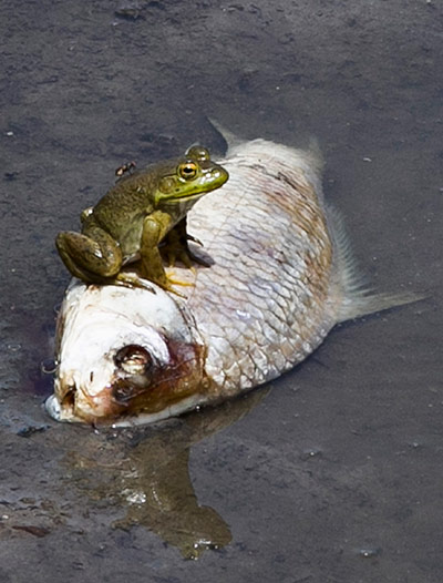 Week in wildlife: A fly rests on a frog sitting on a dead fish
