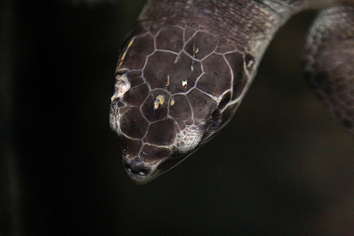 Week in wildlife: Kemp's Ridley turtle