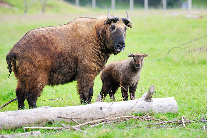 Week in wildlife: Mishmi takin calf