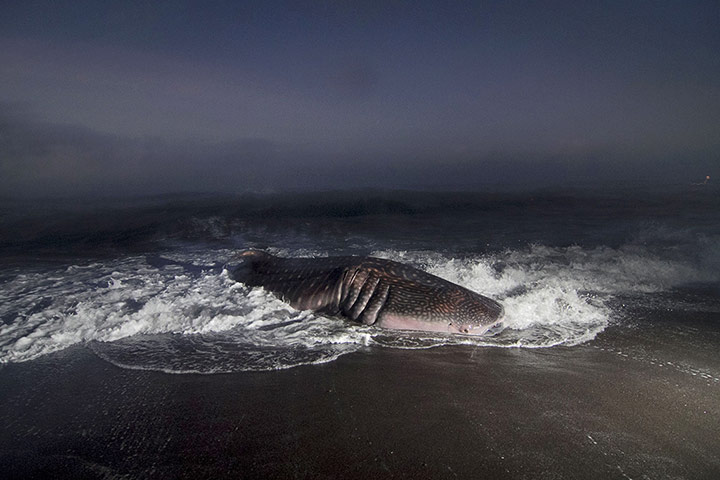 Week in wildlife: A dying whale shark washes up on the sho