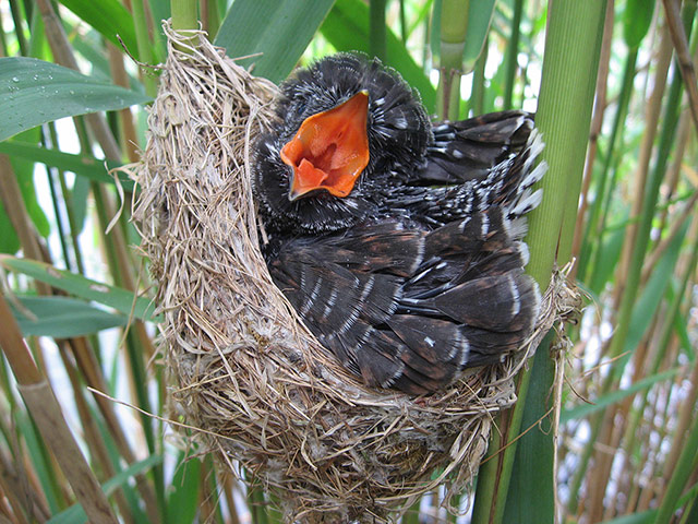 Week in wildlife: Cuckoo study