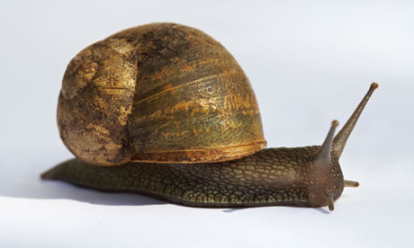 Helix pomatia, an edible snail