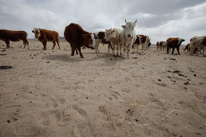 Thirsty Coal in China: Greenpeace report on Water Crisis Exacerbated by New Mega Coal Power Bases