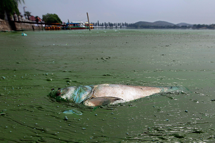 24 hours: Wuhan, China: A dead fish floats in water filled with blue-green algae
