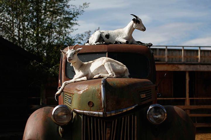 24 hours in pictures: Goats rest on a vintage truck at Caribou Crossing near Carcross in Yukon