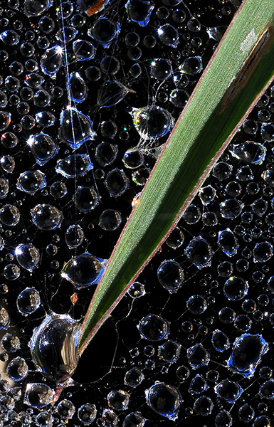 24 hours in pictures: A blade of grass lies on a spider web