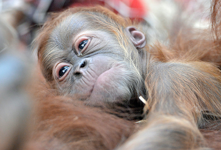 24 hours in pictures: A new born orangutan baby hangs on its mother