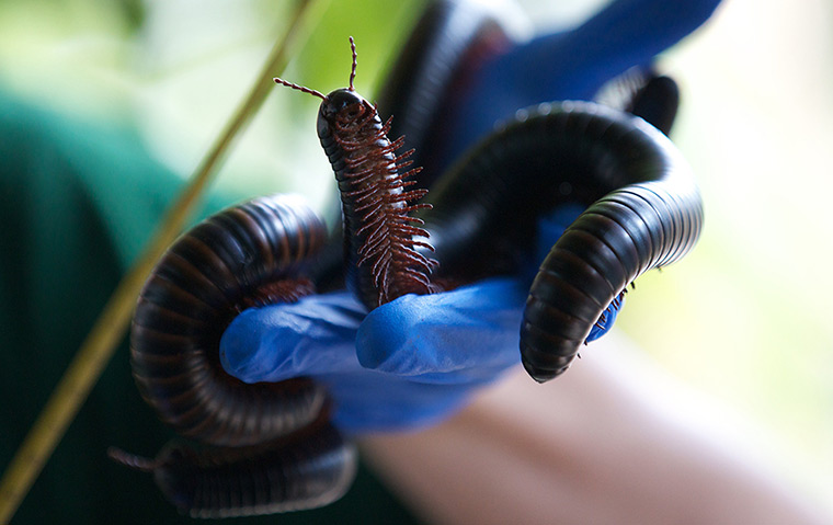 24 hours: London, England: A zookeeper holds a giant African millipede at London Zoo