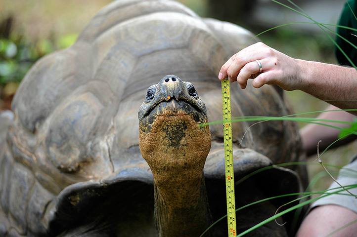 London Zoo audit: A Galapagos giant tortoise is measured 