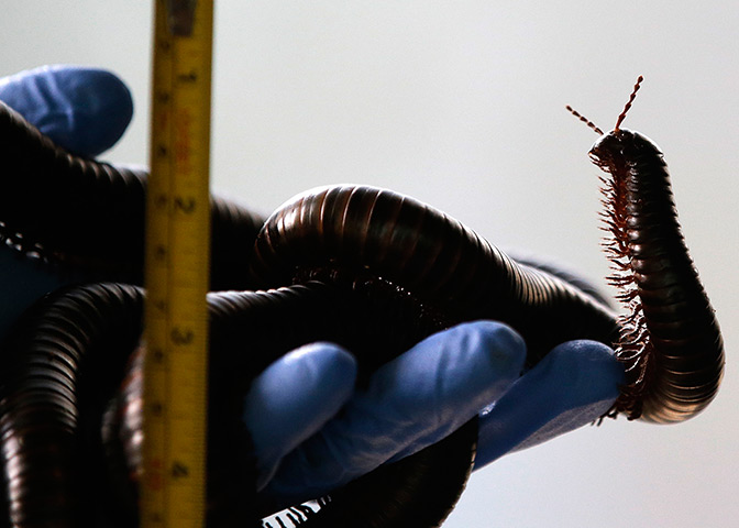 London Zoo audit: A keeper measures an African millipede
