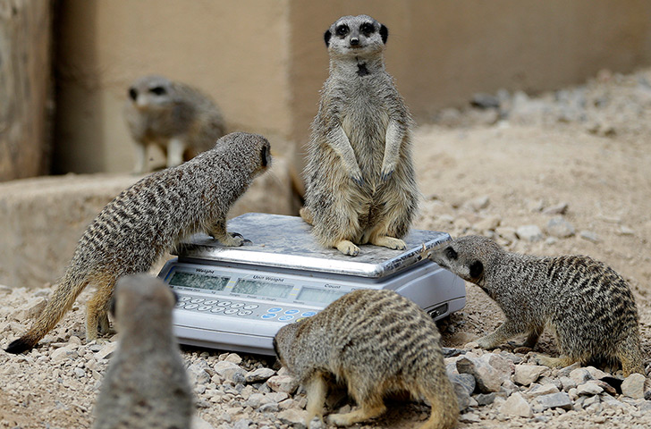 London Zoo audit: Meerkats stand on a weighing machine 