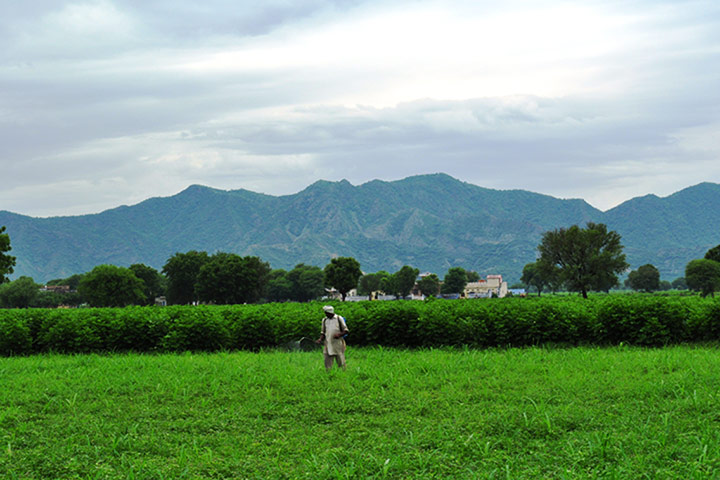 Water Security Gallery: Man watering crop