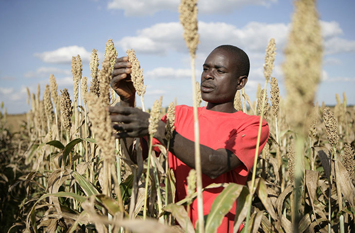 Water Security Gallery: Cereal crop