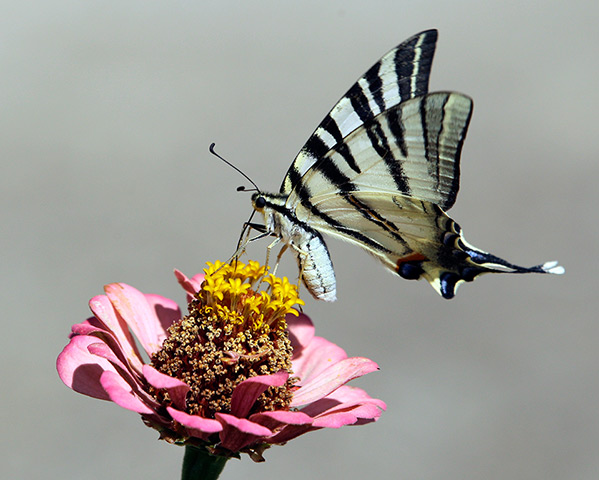 24 hours: Trstenica, Serbia: A butterfly approaches a flower