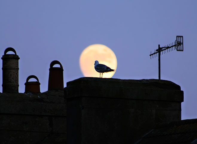 Your pictures:Moonlight: Bird silhouetted in front of the moon