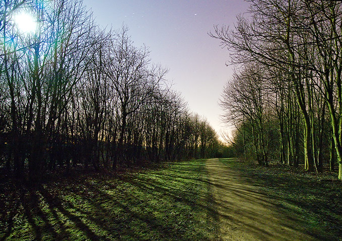 Your pictures:Moonlight: Moonlight through trees