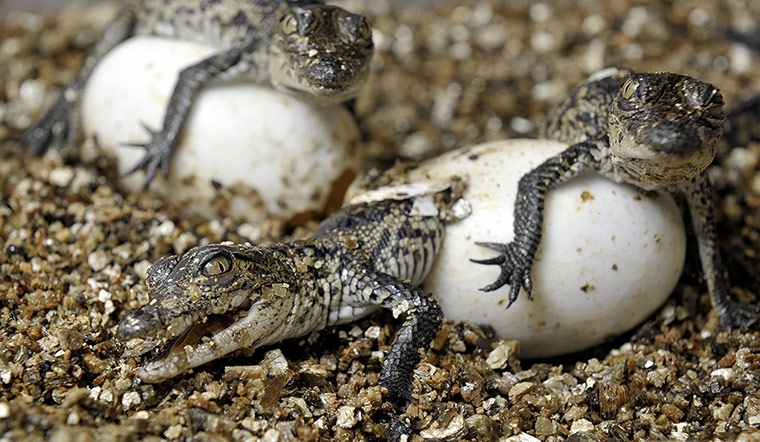 http://static.guim.co.uk/sys-images/Guardian/Pix/pictures/2012/8/23/1345749200051/Mortlets-crocodiles-hatch-003.jpg