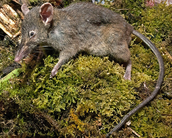 Week in wildlife: New rat species discovered