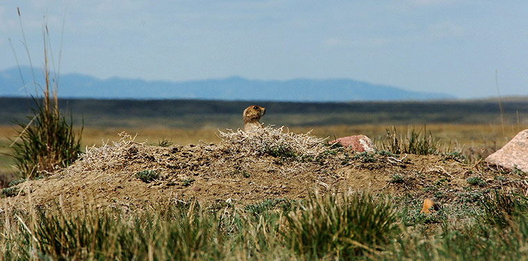 Week in wildlife: A prairie dog pokes