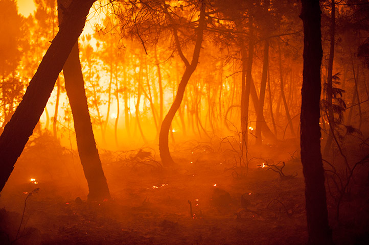 Week in wildlife: Trees are seen burning during a wildfire in Tabuyo del Monte near Leon
