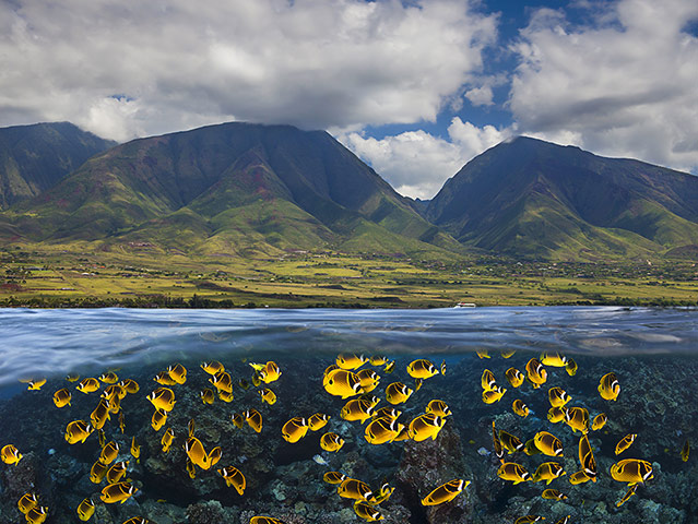 http://static.guim.co.uk/sys-images/Guardian/Pix/pictures/2012/8/23/1345749222835/The-wonderful-underwater--011.jpg