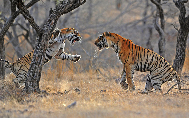 Week in wildlife: Wild Tigers Fighting Over a Kill