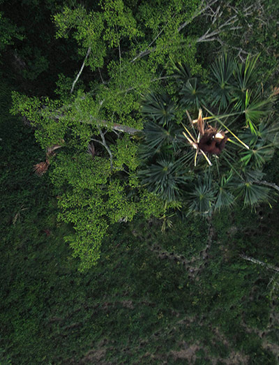 Week in wildlife: an orangutan, right, is seen atop a palm tree during a drone mission