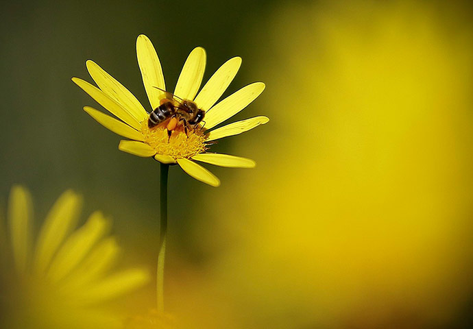 Week in wildlife: Kirstenbosch botanical garden in Cape Town