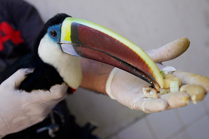 24 hours: A White-throated Toucan (Ramphastos tucanus)