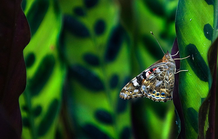 24 hours in pictures: A butterfly rests on a palm frond at the Children's Garden in New Jersey, USA