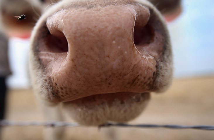 24 hours in pictures: A bull sniffs through a barbed wire fence as a fly goes past in Kansas, USA