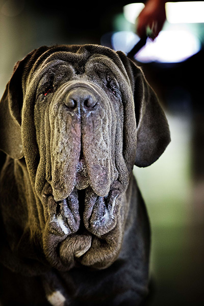 24 hours in pictures: A neopolitan mastiff parades at the International Dog show in Rotterdam, Netherlands