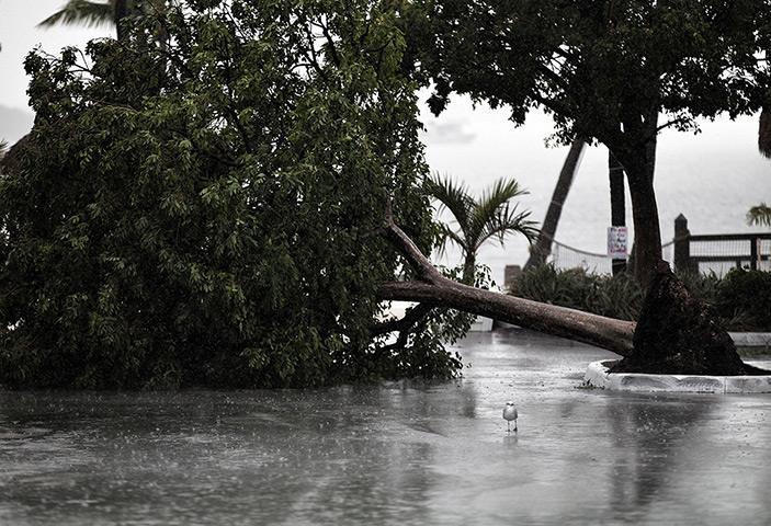 Tropical Storm Isaac: A seagull is stands next to a downed tree in parking lot, Marathon, Florida