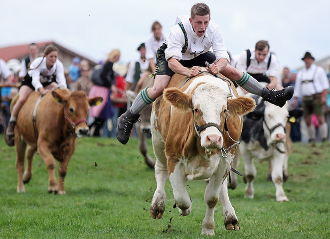 24 hours in pictures:  People dressed in traditional Bavarian lederhosen compete in ox-racing