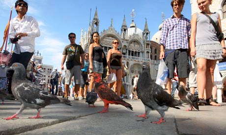 Painted pigeons in Venice
