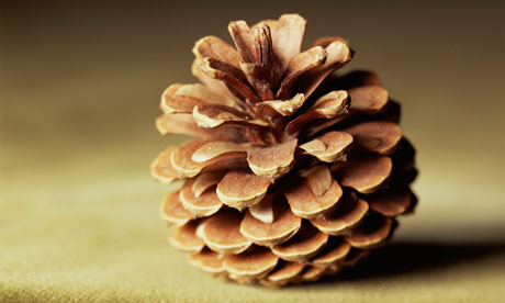 A sexy pinecone.
