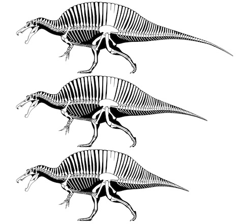 spinosaurus new tail