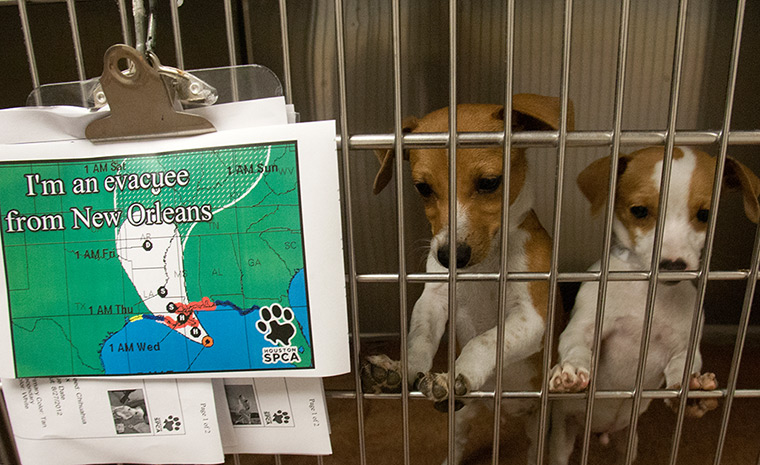 Tropical storm Isaac: Chihuahua puppies in kennel at the Houston SPCA 