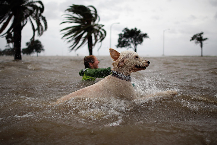Tropical storm Isaac: Boy and dog swim in the rising water of Lake Pontchatrain